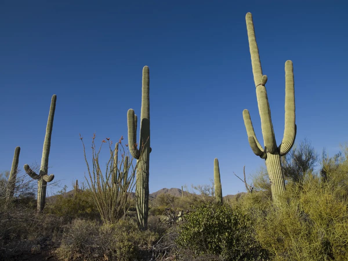 Tall saguaro cacti and an ocotillo in the Sonoran Desert near Tucson under a clear blue sky